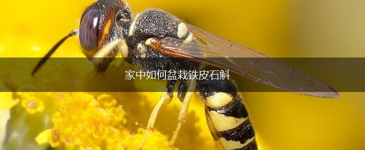 家中如何盆栽铁皮石斛,第1张