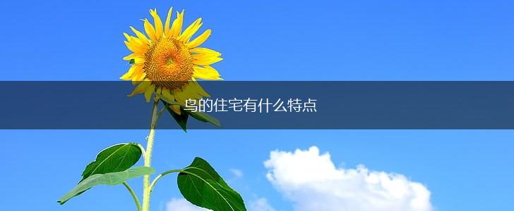 鸟的住宅有什么特点,第1张