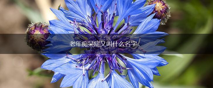 老年痴呆症又叫什么名字,第1张