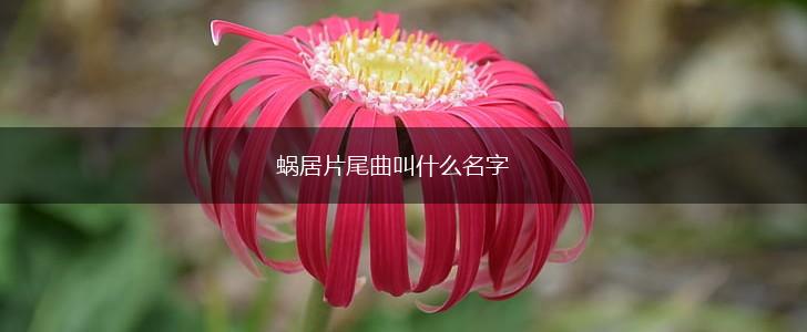 蜗居片尾曲叫什么名字,第1张