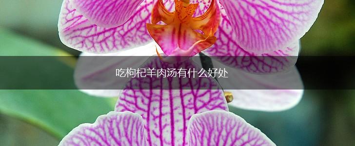 吃枸杞羊肉汤有什么好处,第1张