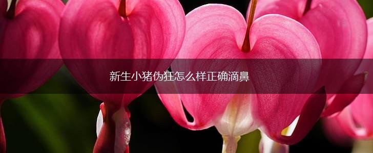 新生小猪伪狂怎么样正确滴鼻,第1张