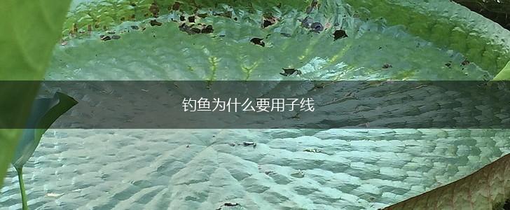 钓鱼为什么要用子线,第1张
