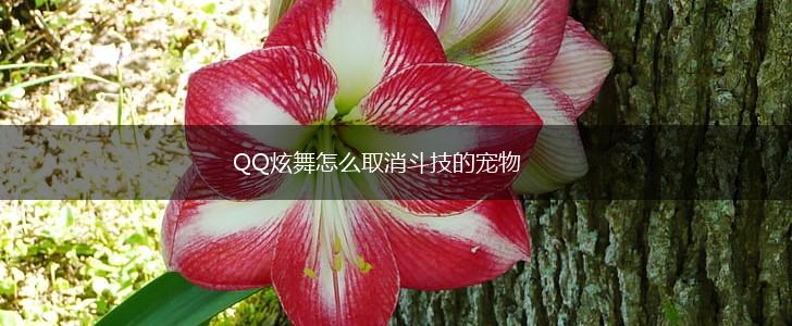 QQ炫舞怎么取消斗技的宠物,第1张