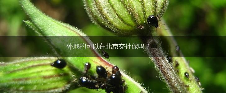 外地的可以在北京交社保吗？,第1张