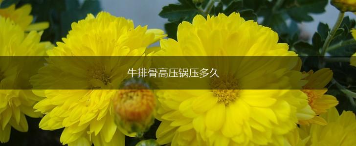 牛排骨高压锅压多久,第1张