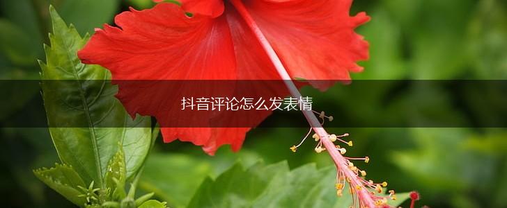 抖音评论怎么发表情,第1张