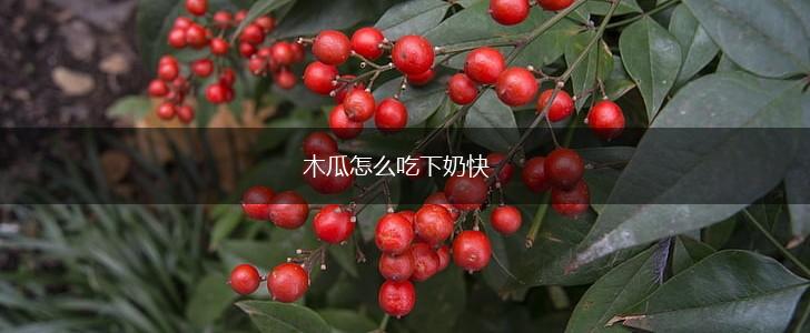 木瓜怎么吃下奶快,第1张