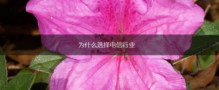 为什么选择电信行业,第1张