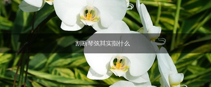 割断琴弦其实指什么,第1张