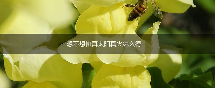 想不想修真太阳真火怎么得,第1张