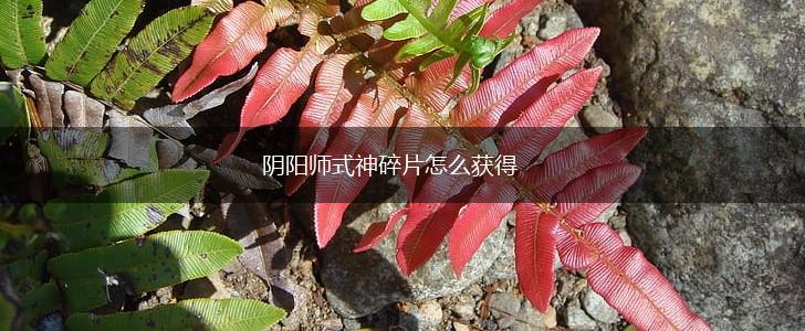 阴阳师式神碎片怎么获得,第1张