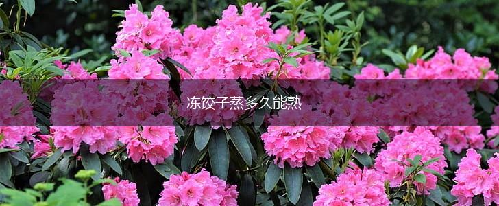 冻饺子蒸多久能熟,第1张