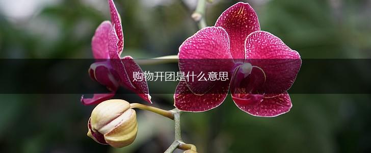 购物开团是什么意思,第1张