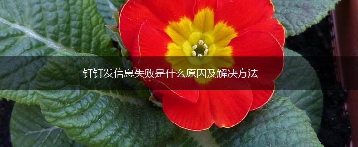 钉钉发信息失败是什么原因及解决方法,第1张