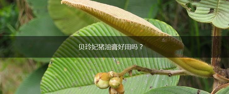 贝玲妃猪油膏好用吗？,第1张