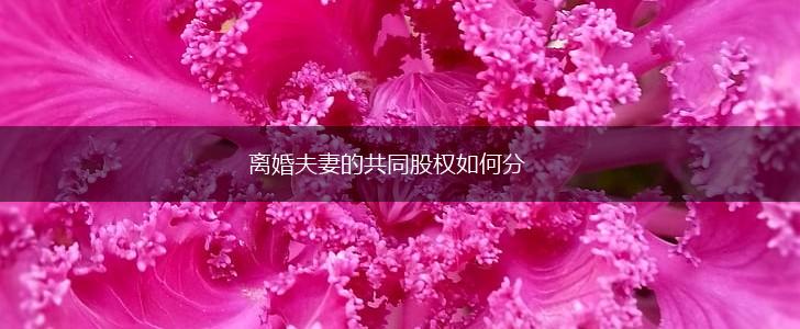 离婚夫妻的共同股权如何分,第1张