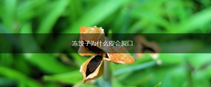 冻饺子为什么皮会裂口,第1张