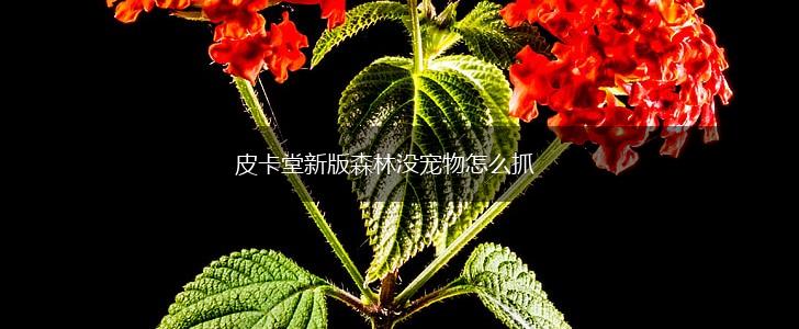 皮卡堂新版森林没宠物怎么抓,第1张
