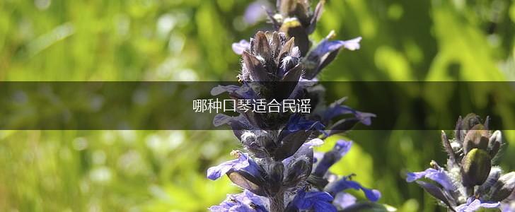哪种口琴适合民谣,第1张