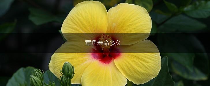 章鱼寿命多久,第1张