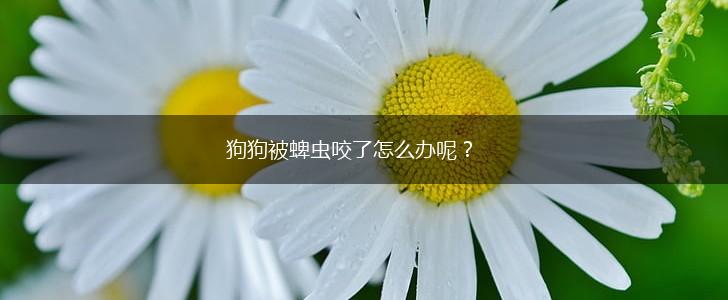 狗狗被蜱虫咬了怎么办呢？,第1张