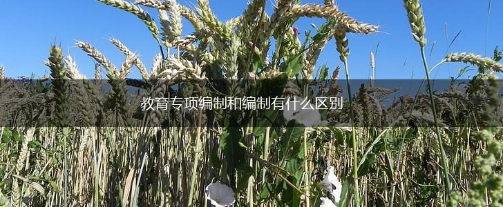 教育专项编制和编制有什么区别,第1张