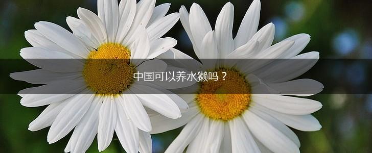 中国可以养水獭吗？,第1张