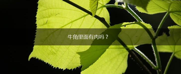 牛角里面有肉吗？,第1张