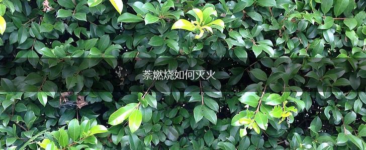 萘燃烧如何灭火,第1张