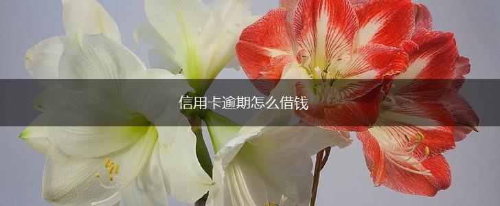 信用卡逾期怎么借钱,第1张
