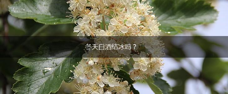 冬天白酒结冰吗？,第1张