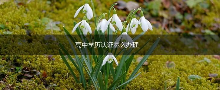 高中学历认证怎么办理,第1张