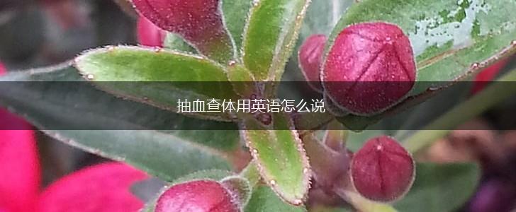 抽血查体用英语怎么说,第1张