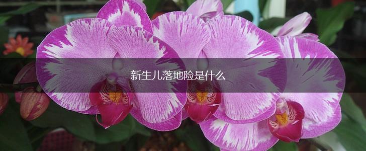 新生儿落地险是什么,第1张
