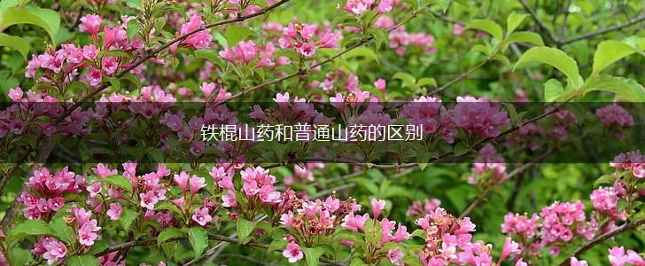 铁棍山药和普通山药的区别,第1张