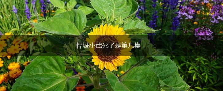悍城小武死了是第几集,第1张