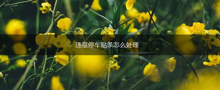 违章停车贴条怎么处理,第1张