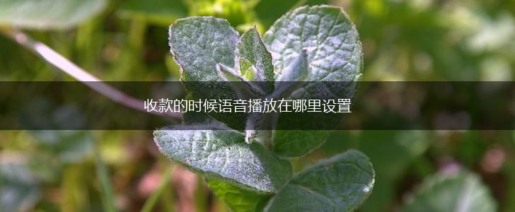收款的时候语音播放在哪里设置,第1张 收款的时候语音播放在哪里设置,第1张