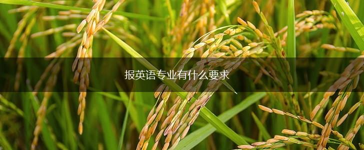 报英语专业有什么要求,第1张