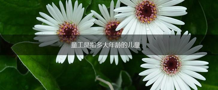 童工是指多大年龄的儿童,第1张