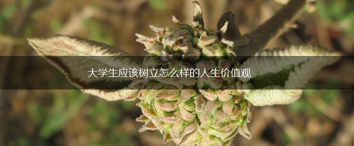 大学生应该树立怎么样的人生价值观,第1张