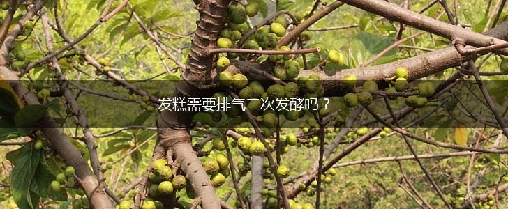 发糕需要排气二次发酵吗？,第1张