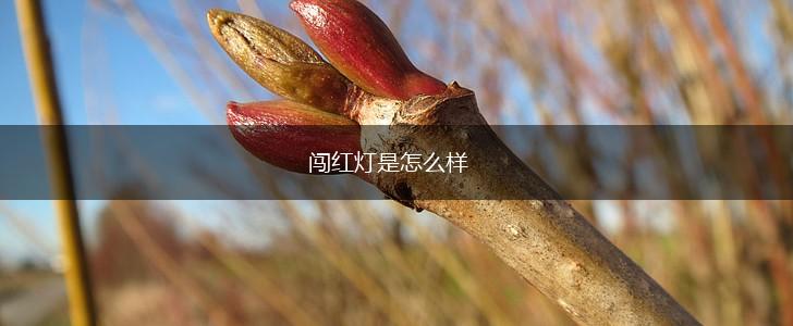 闯红灯是怎么样,第1张