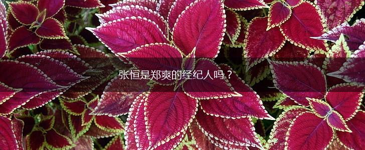 张恒是郑爽的经纪人吗？,第1张