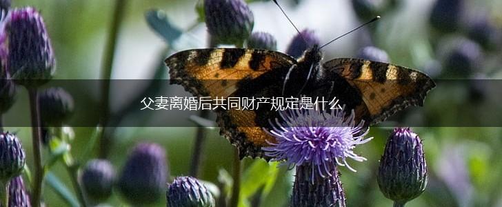 父妻离婚后共同财产规定是什么,第1张