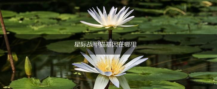 星际战甲猫基因在哪里,第1张