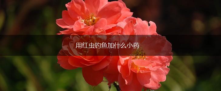 用红虫钓鱼加什么小药,第1张