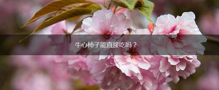 牛心柿子能直接吃吗？,第1张