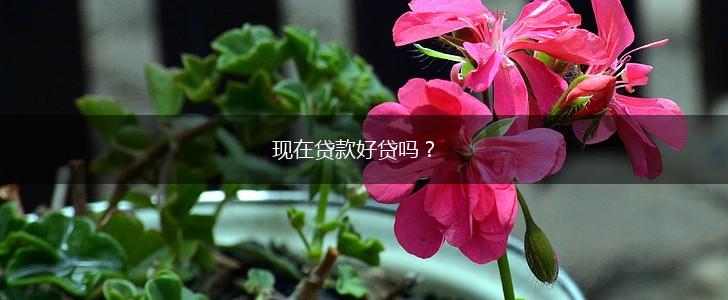 现在贷款好贷吗？,第1张